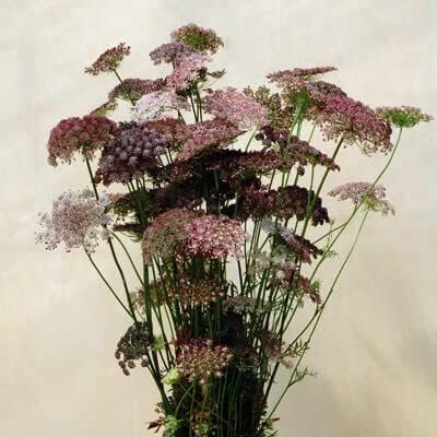 Mixed dara anne’s lace blumen blooming in garten
