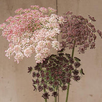 Non gmo mixed dara anne’s lace samen