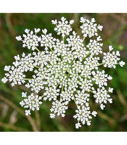 Ornamental mixed dara anne’s lace flowering pflanze
