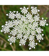 Ornamental mixed dara anne’s lace flowering pflanze