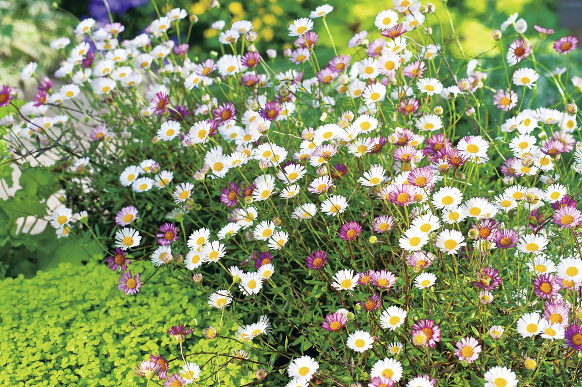 Non gmo mixed erigeron samen