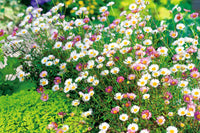 Non gmo mixed erigeron samen