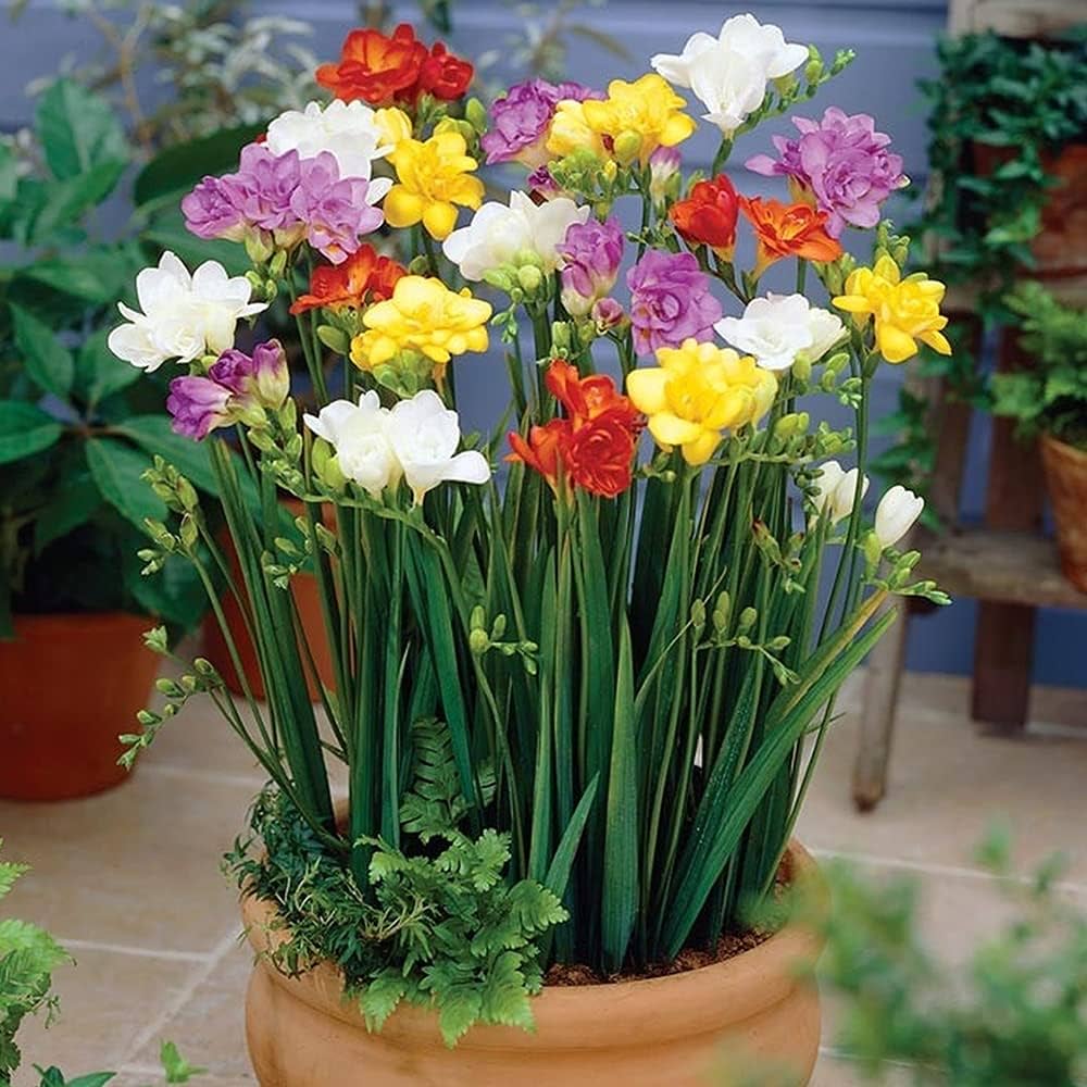 Ornamental freesia pflanzen with mixed colors