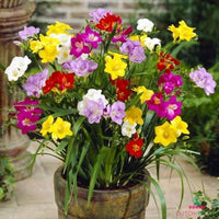 Mixed freesia blume samen for anpflanzung