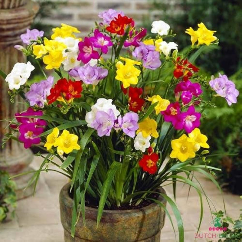 Mixed freesia blume samen for anpflanzung
