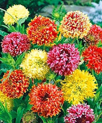 High germination mixed gaillardia samen