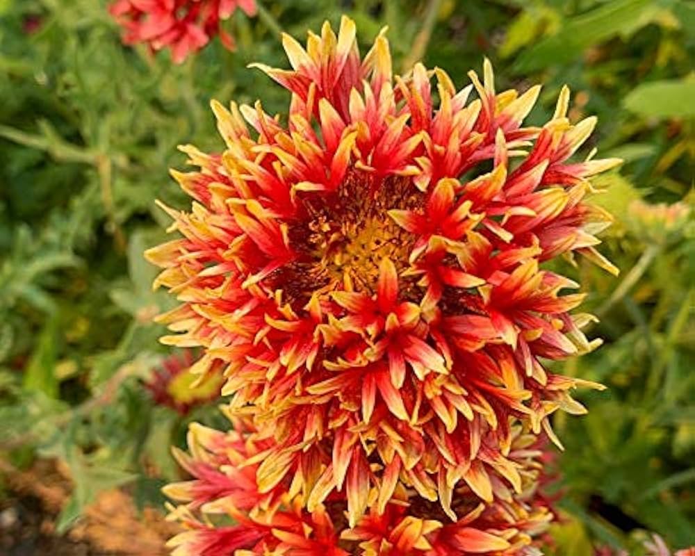 Non gmo mixed gaillardia blume samen