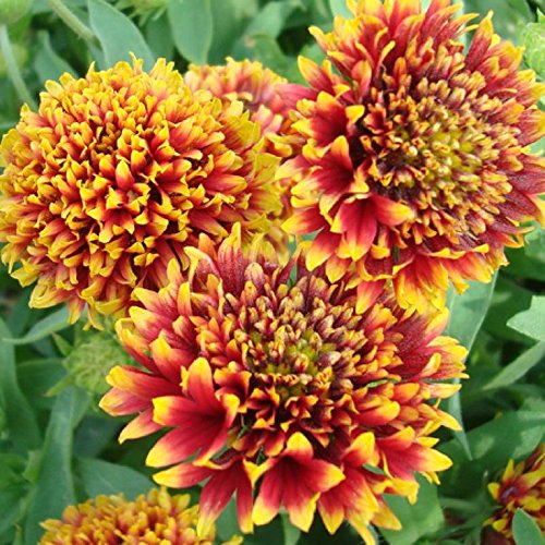 Ornamental mixed gaillardia for gardens