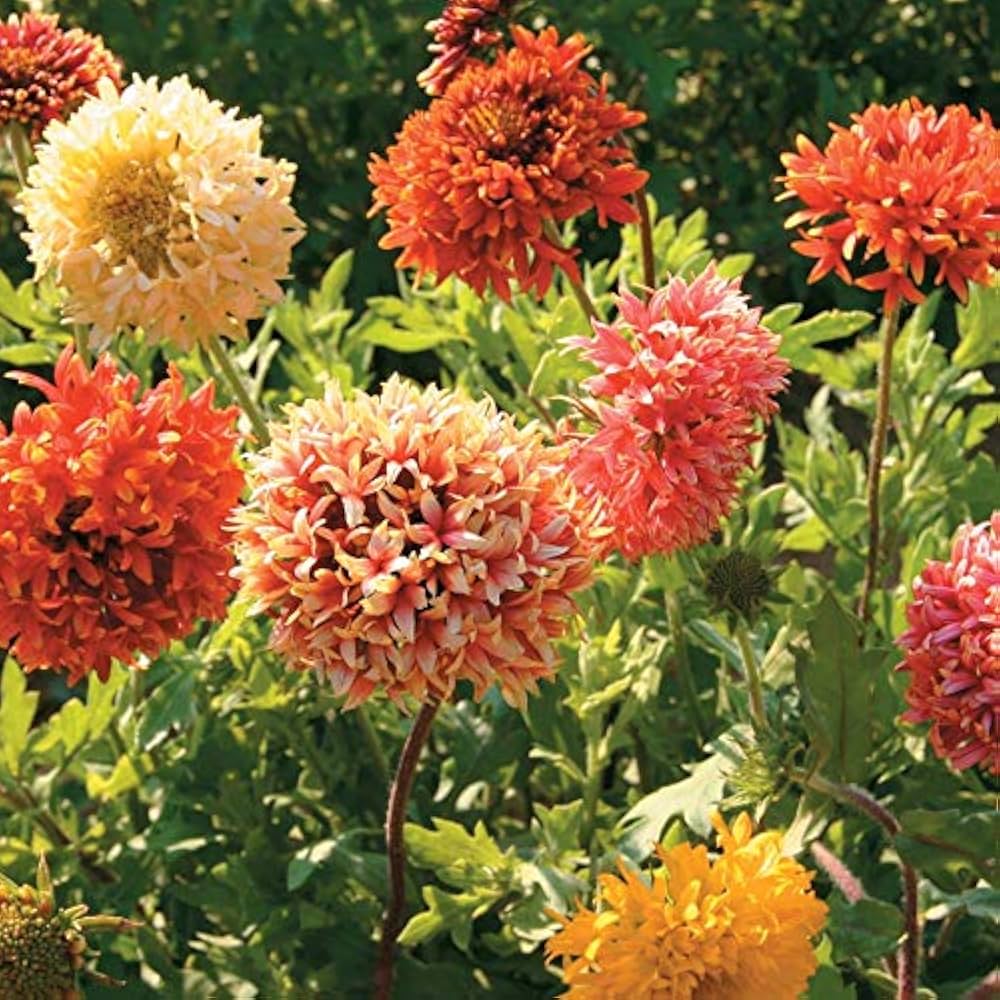 Mixed gaillardia in pollinator garten