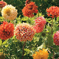 Mixed gaillardia in pollinator garten