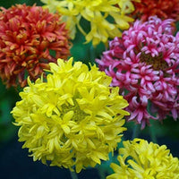 Mixed gaillardia blume samen for anpflanzung