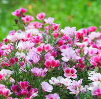 Mixed godetia blumen blooming in garten