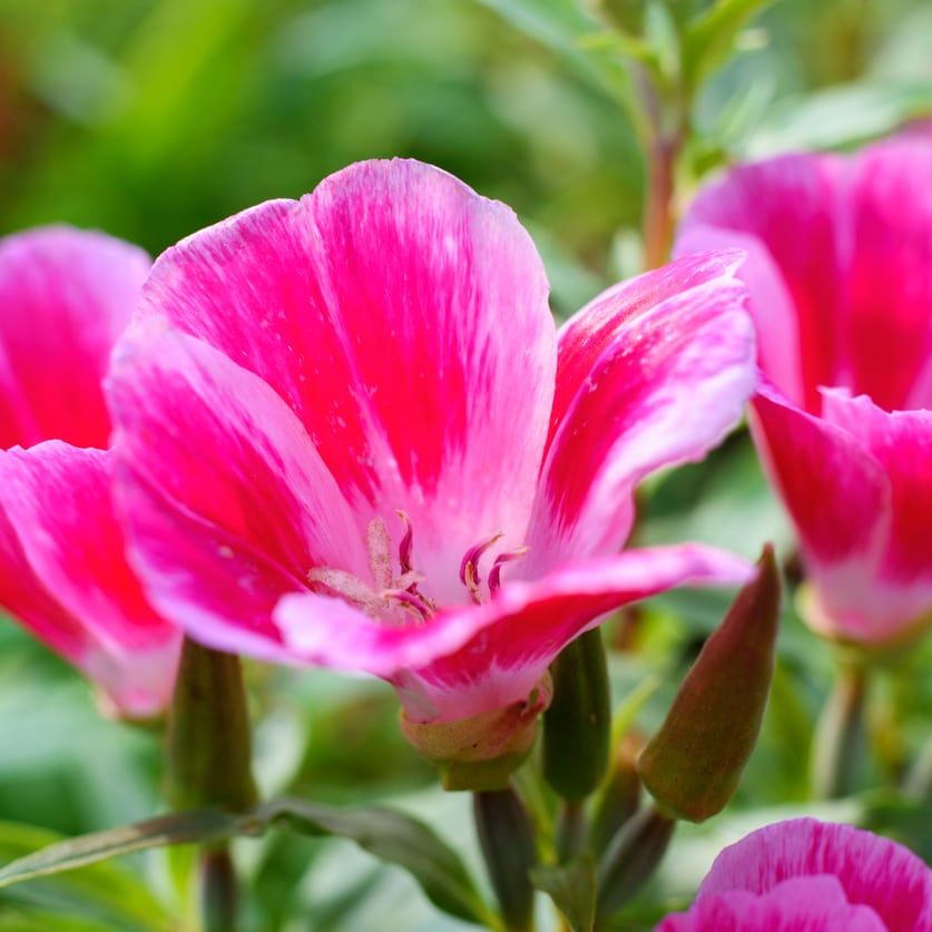 Ornamental mixed godetia samen for gardens