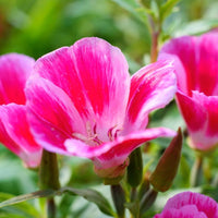 Ornamental mixed godetia samen for gardens