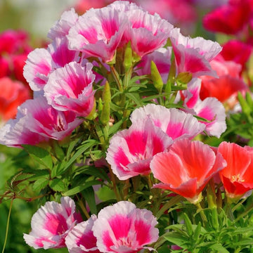 Mixed godetia blume samen for anpflanzung
