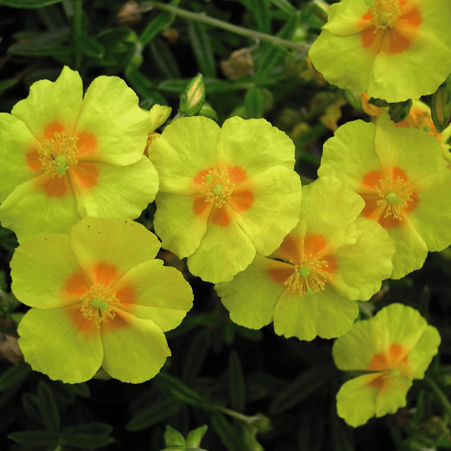 Mixed helianthemum blumen blooming in garten