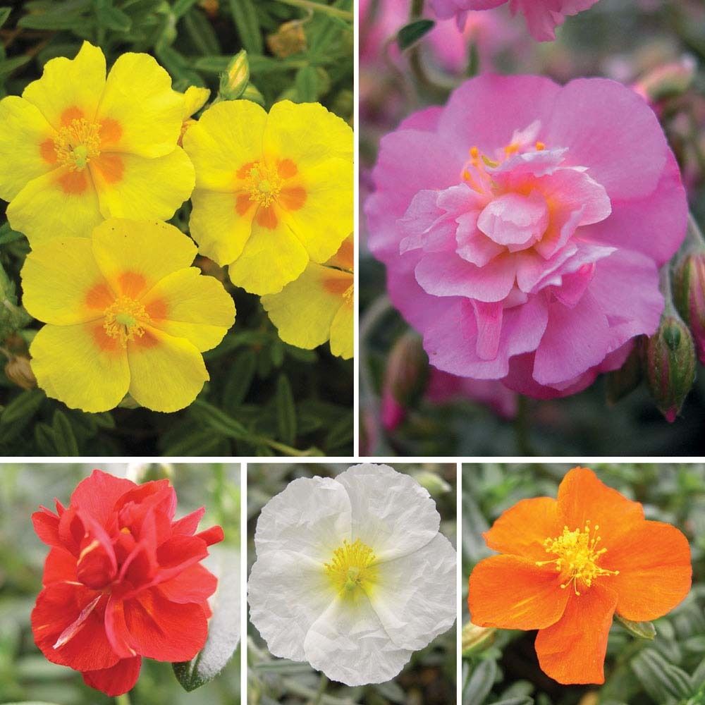 Ornamental mixed helianthemum samen for gardens