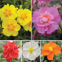 Ornamental mixed helianthemum samen for gardens