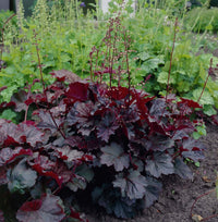 Non gmo mixed heuchera samen