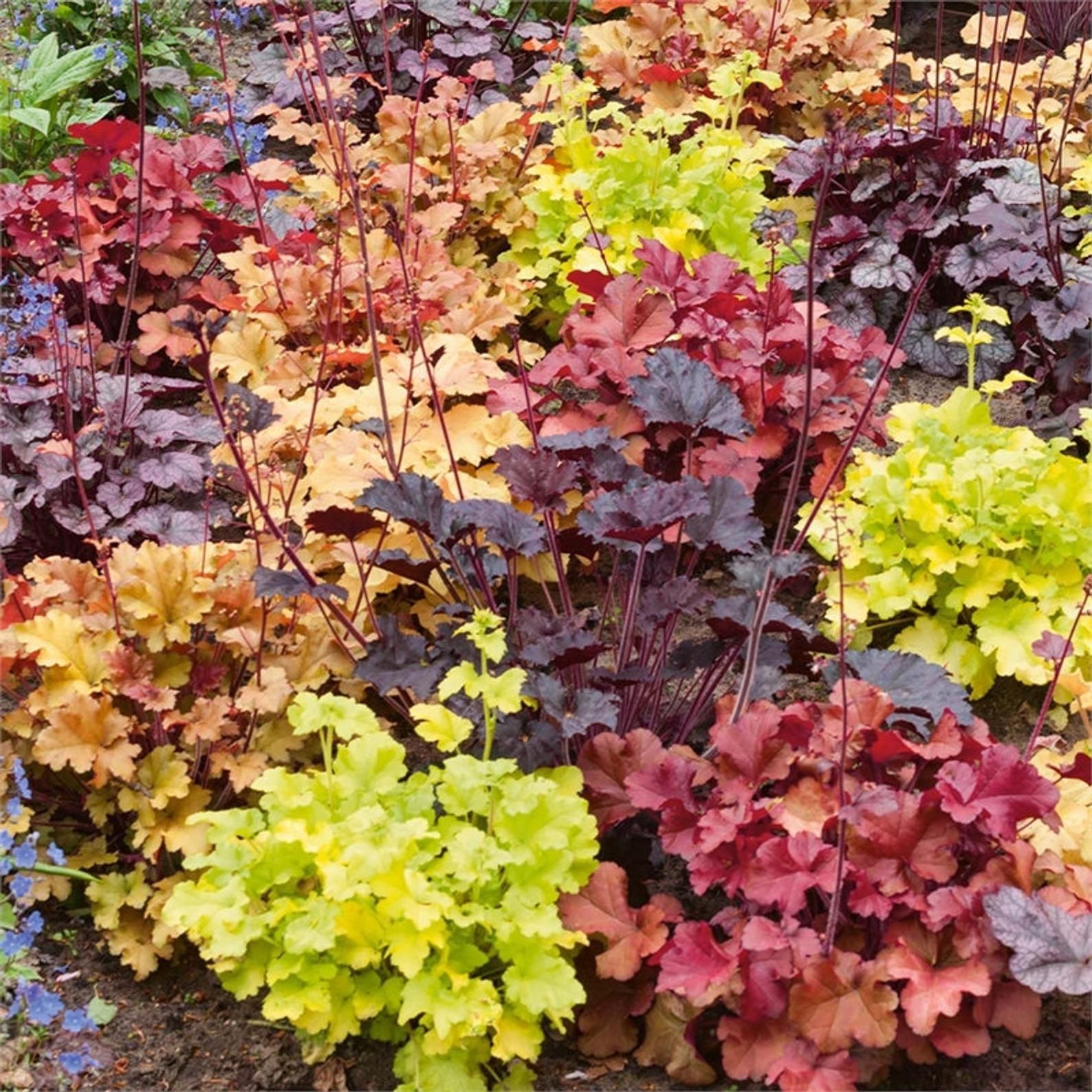 Ornamental mixed heuchera foliage samen