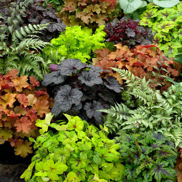 Mixed heuchera samen for anpflanzung