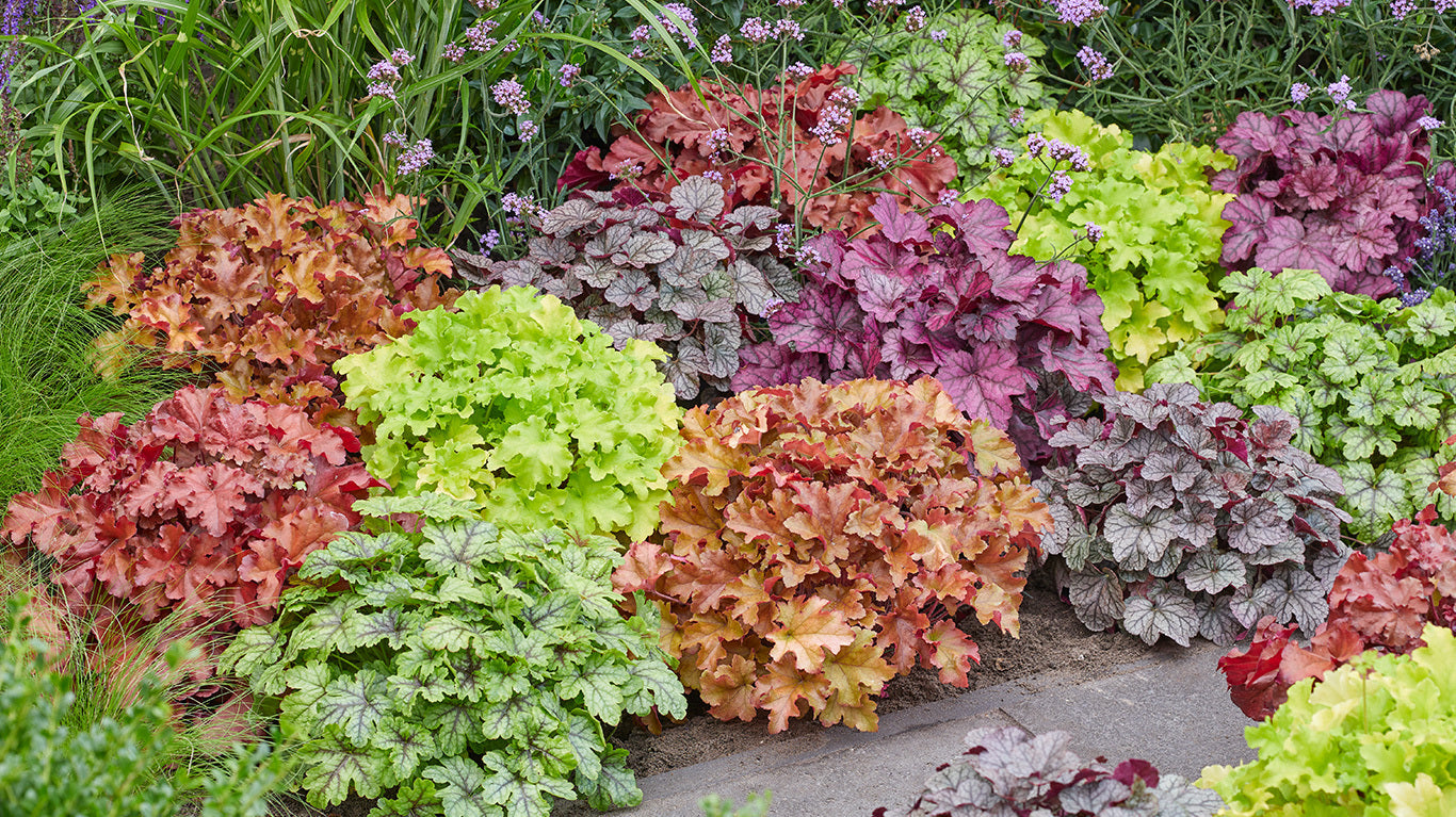 Mixed heuchera pflanzen in shade garten