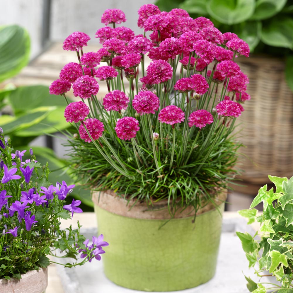 Mixed joystick blume samen for anpflanzung