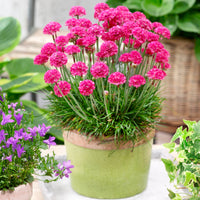 Mixed joystick blume samen for anpflanzung