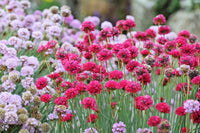 Ornamental mixed joystick flowering pflanze