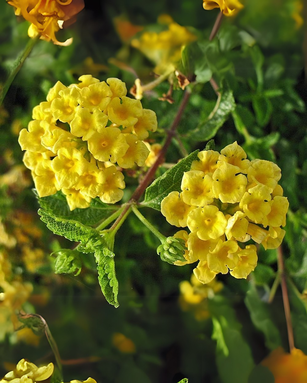 Mixed lantana in hanging baskets