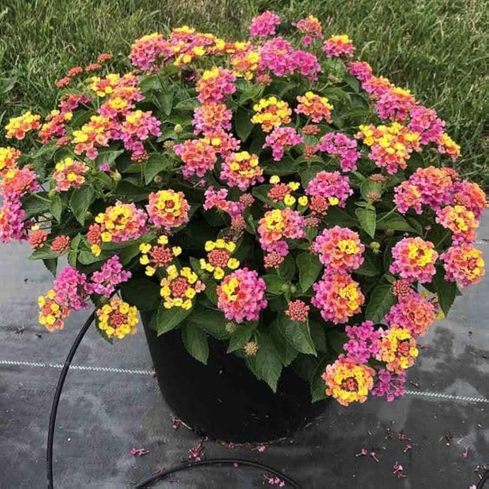 Non gmo mixed lantana samen