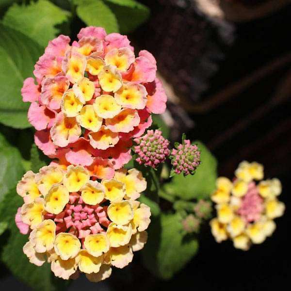 Mixed lantana samen for easy anpflanzung