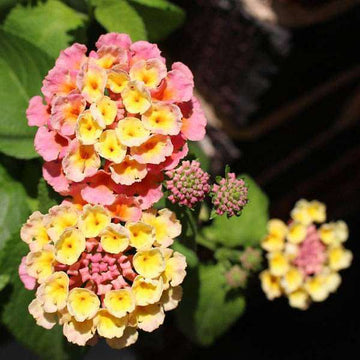 Mixed lantana samen for easy anpflanzung