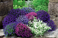 Mixed laura blume samen for anpflanzung