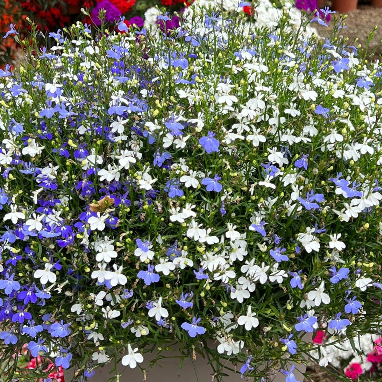 Mixed laura blumen blooming in garten