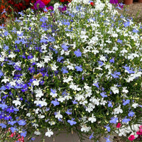 Mixed laura blumen blooming in garten