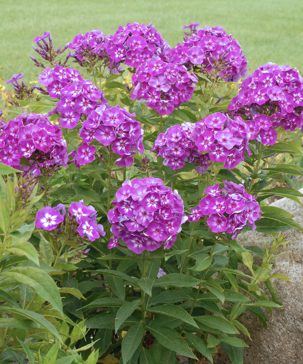 Non gmo mixed laura blume samen