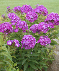 Non gmo mixed laura blume samen