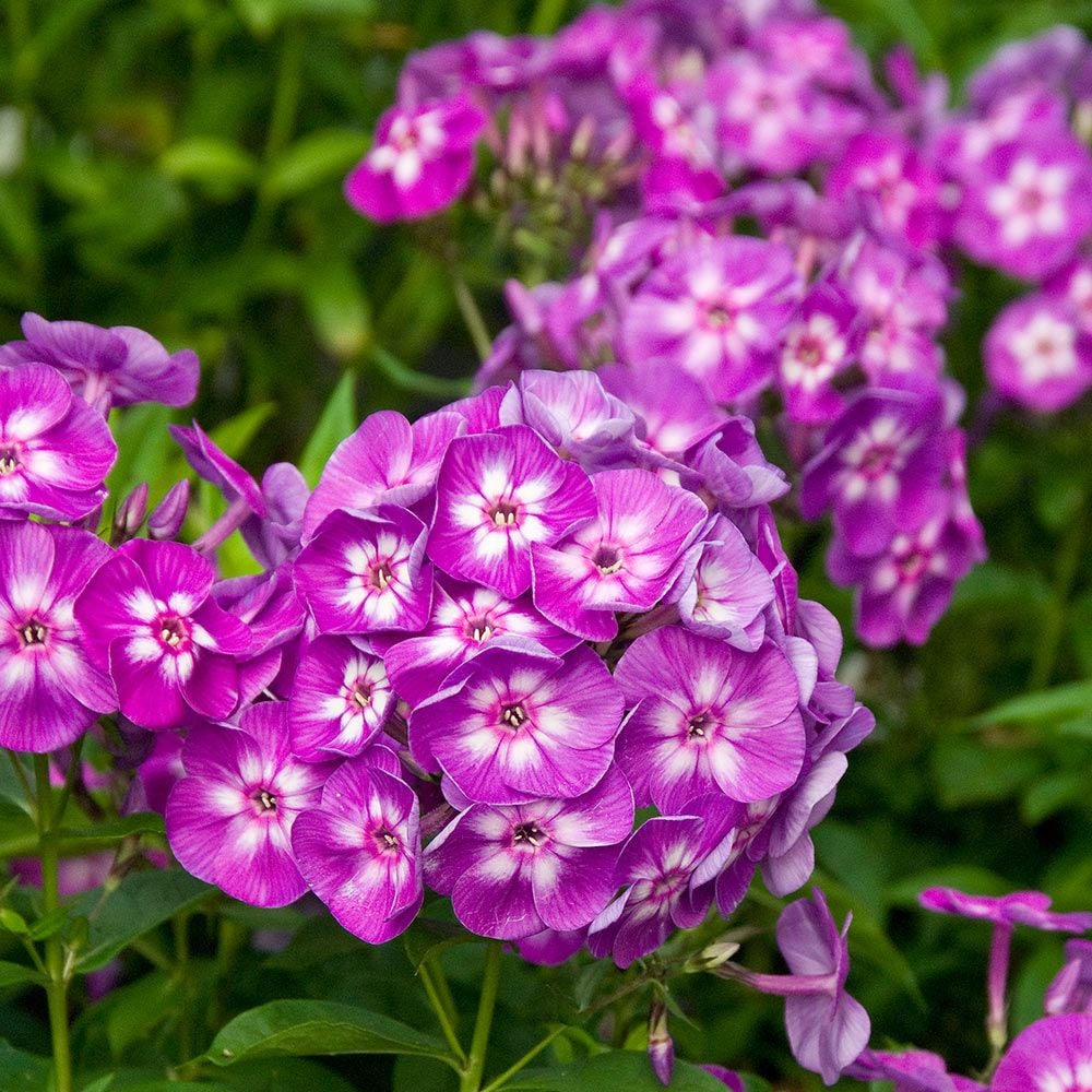 Ornamental mixed laura blume pflanze