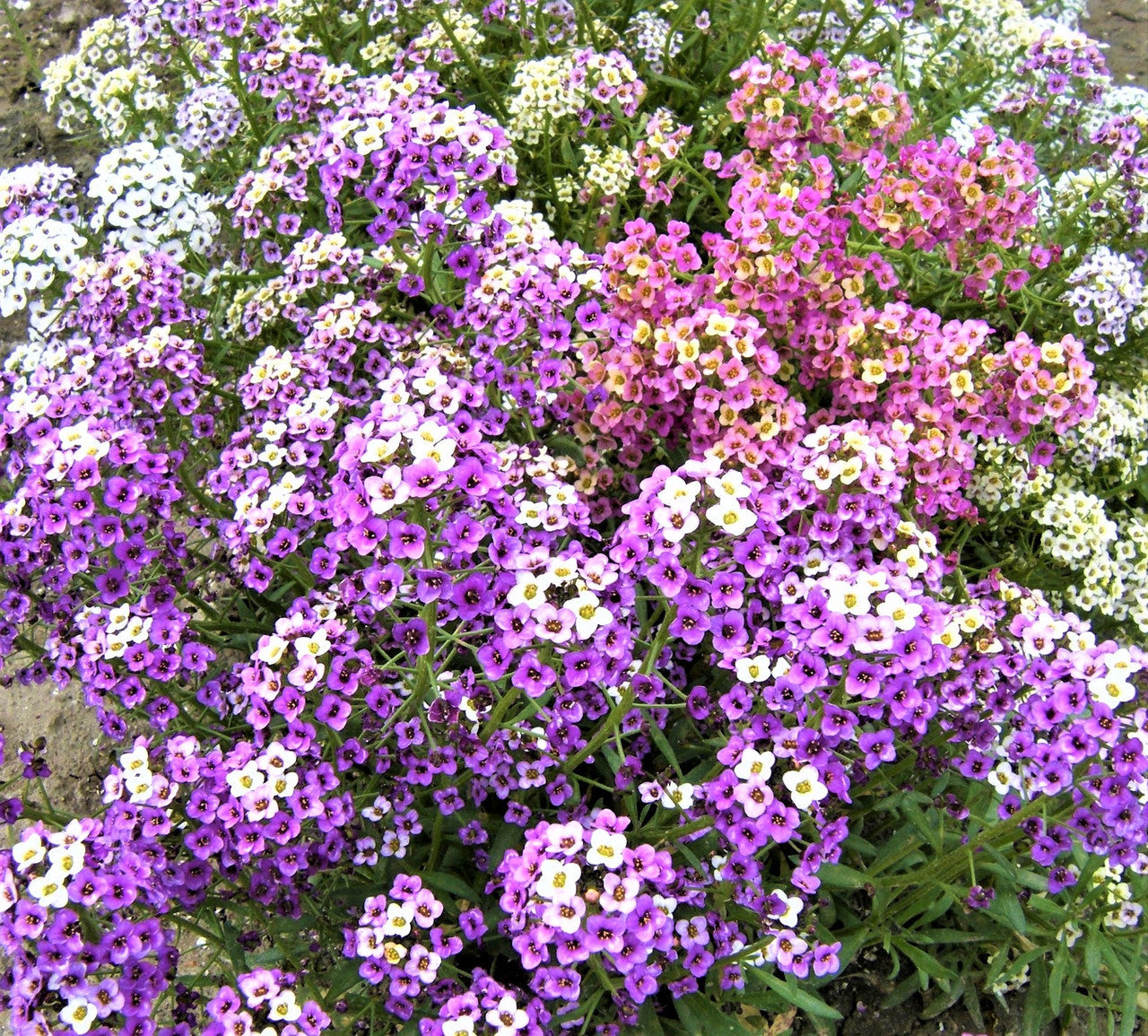 Mixed lobularia blumen blooming in garten