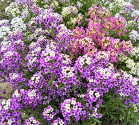 Mixed lobularia blumen blooming in garten