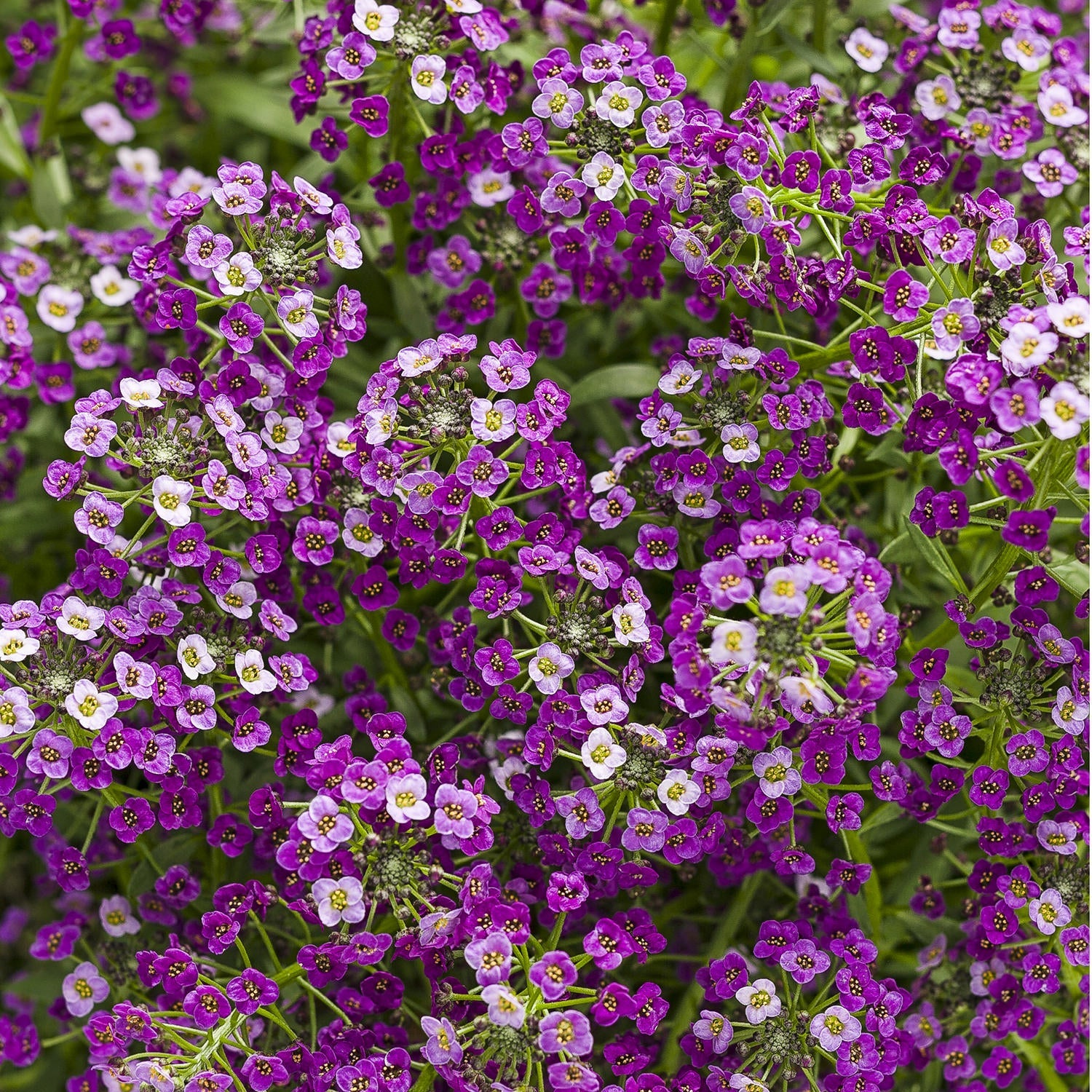 Non gmo mixed lobularia samen