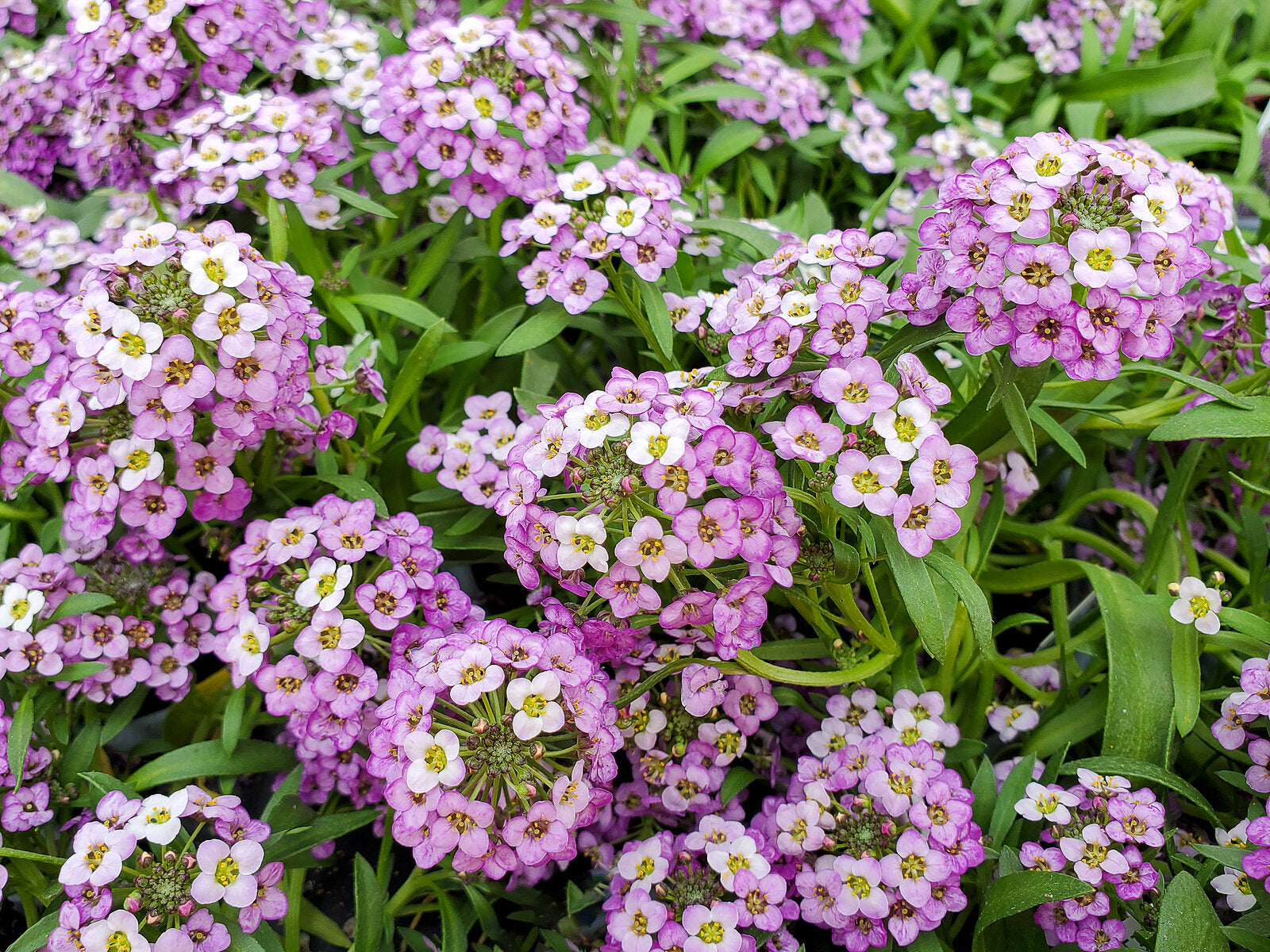 Ornamental mixed lobularia samen for gardens