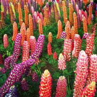 Non gmo mixed lupine samen