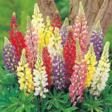 Mixed lupine samen for anpflanzung