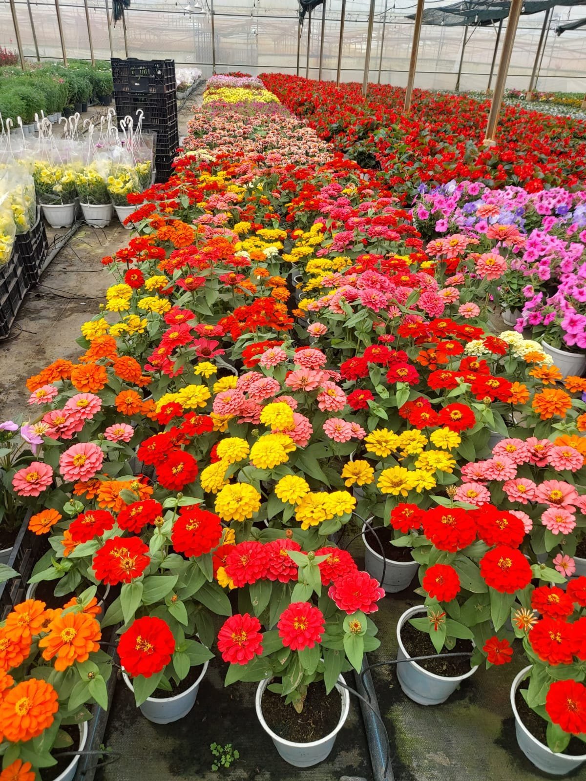 Colorful mixed magellan blume display