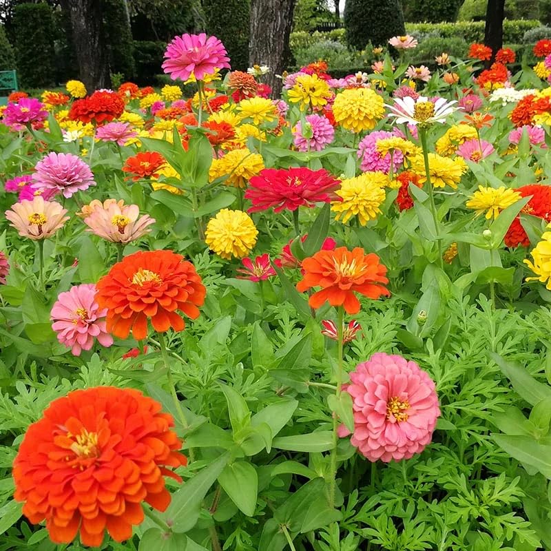 Non gmo mixed magellan blume samen