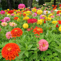 Non gmo mixed magellan blume samen