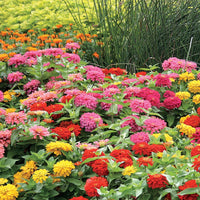 Ornamental mixed magellan samen for gardens
