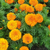 Mixed marigolds in colorful garten display